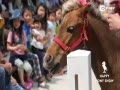 Ƶ-ձPONYС ؼСϲ
