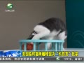 20֡ ʱè俧ȹΪëҼ