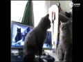 ˶Ը аȷ
