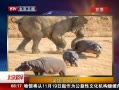 硷 Ӣۺ