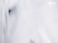 Ƶ-Ƭ!ݳƷ¾ 鱦Ϊһ