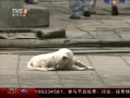 š ڼȮ 