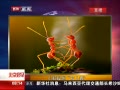硷 С˫