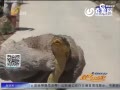 ʵСɽͻ Ŵη