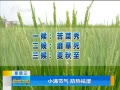 籨 С ʪ