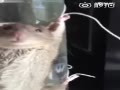 ʵĳɶץס ڱϿ