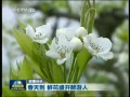  쵽 ʻʢ