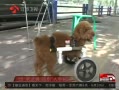 ۡ Сʧȥ˫ а䱼