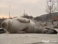 Lost seal pup washes up in Swedish harbour - YouTu
