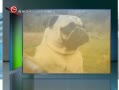  ﹷȤ