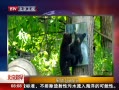 硷 