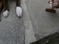 ͵С㳦Ĺ