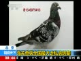 ¡  زȫ˽Ÿ밸