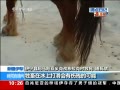 ֱ䡷 רԽ