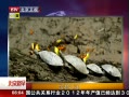 硷 ֮