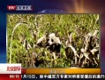硷 èʳ