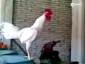 ⹫ԼЦ