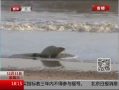 ߷塷 Ӣǿ籩С