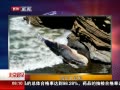 硷 뾨