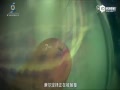 ı䣨ӢĽ˵棩