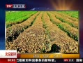 硷 