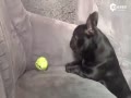 Ц˵Ĵȹϼ