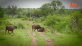 Flying Lion_ Buffalo