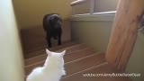 You Shall Not Pass, Dog(1)