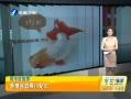 簲 沩չСʿ