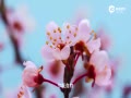 Ȼ˵Ψ-