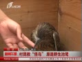 ȹԭҰ20130708 籨