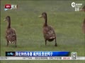 Ƶ-ȣѼȺϷ д
