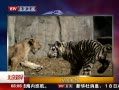 硷 ʨ