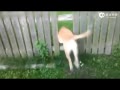 Funny and cute dog fails compilation