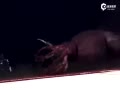 ʵĶ˹ʳ