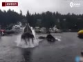 ʵͷԾˮ ſ첶ʳ