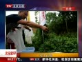 硷 