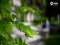 ϵı