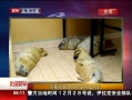 硷 籩ٺ̱¶