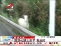 ӽ硷  ٹ·ϸ Σգ