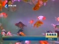   沩ϲĽ
