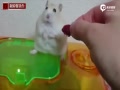 ʵ: ԳԲ С һӱ