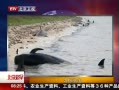 硷 ھǳ