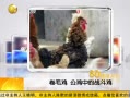 һʱ 20131211 ë еս