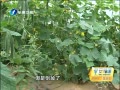 簲 бǿ