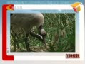 Ұ ʯׯж԰ ׺Ȼɻ