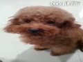 ̩͵Ʊ ίС