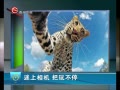   治ͣ