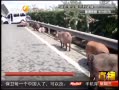 ̥෭ ȺԽָ