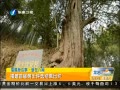 簲 ׽ѡ¯